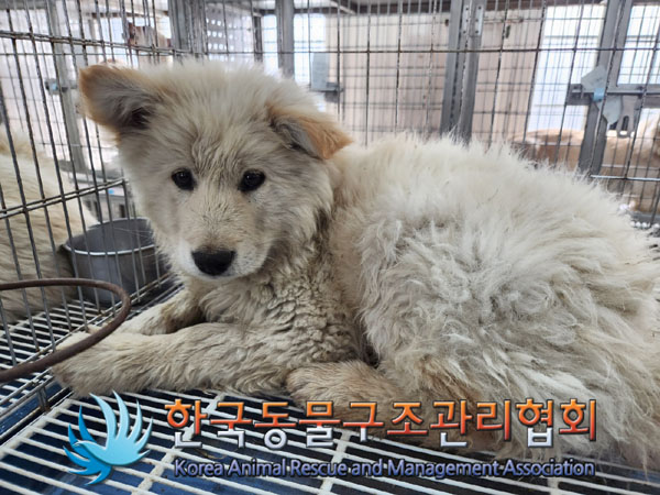 한국동물구조관리협회_441560202300270